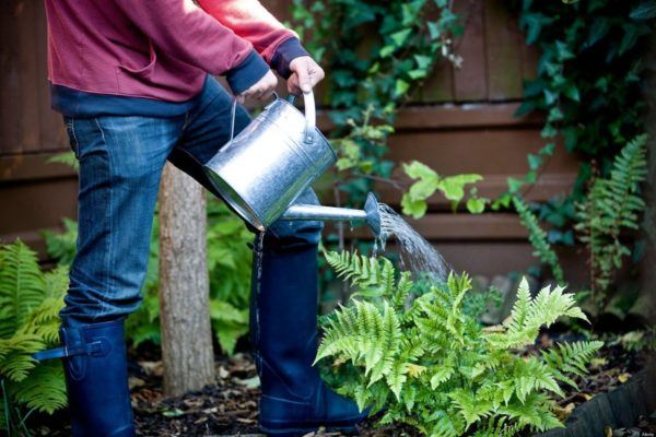 onsejos para tener un jardin saludable 600x400